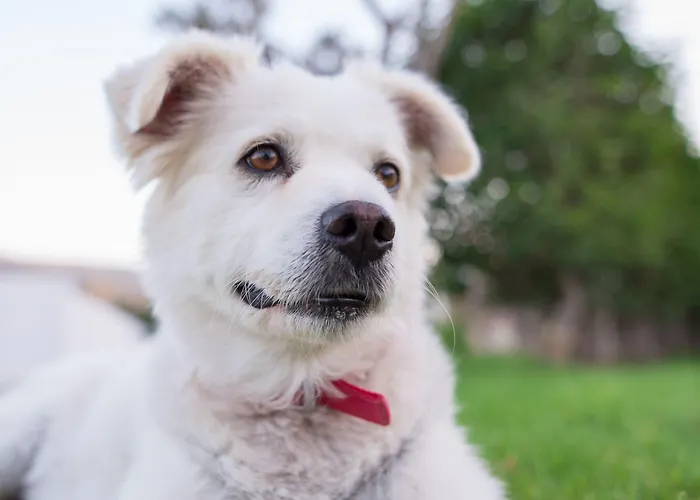 Gelli Lägenhetshotell